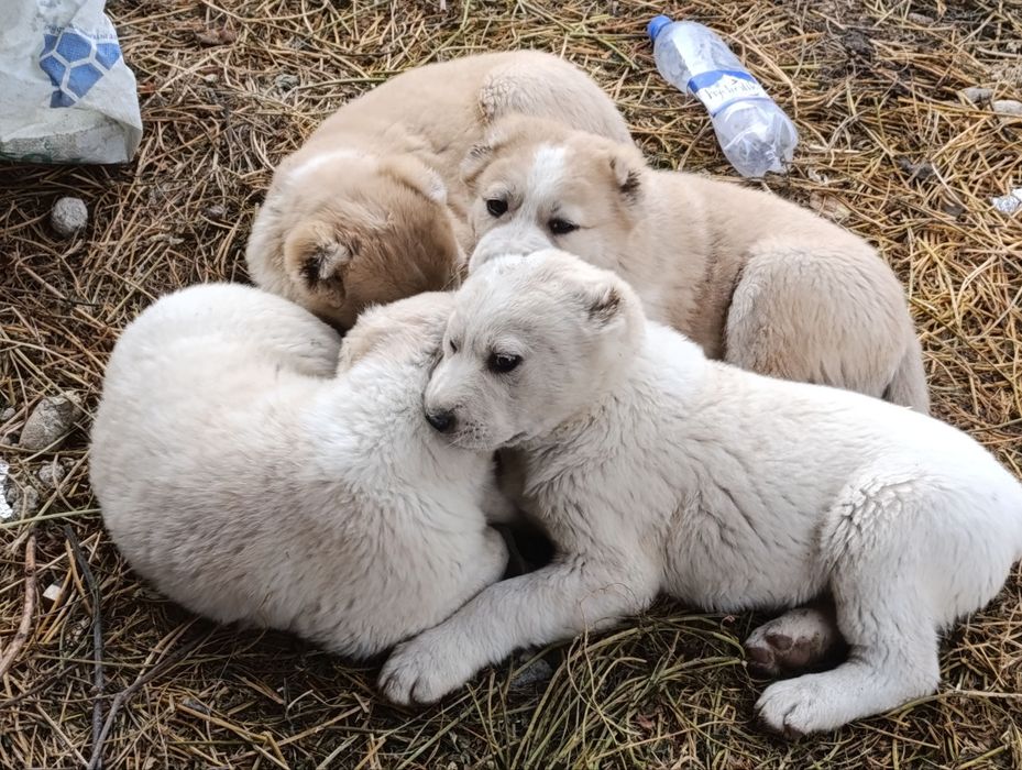 Alabay kuchuk bolalari