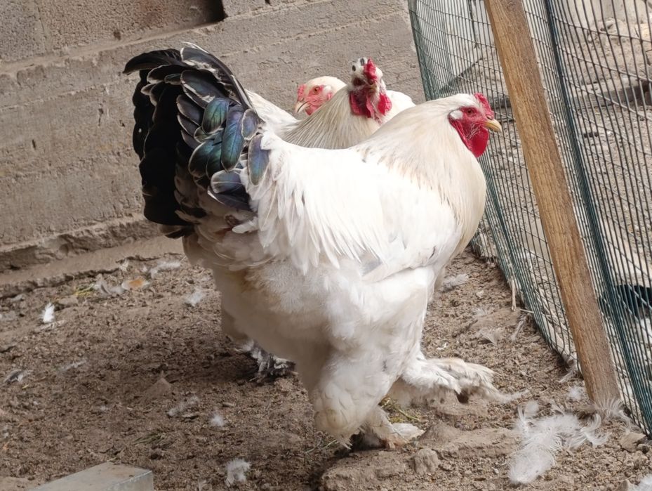 Продам петрушков Белой Брамы