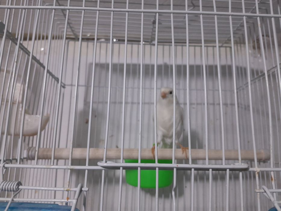 Канарейки поющие.