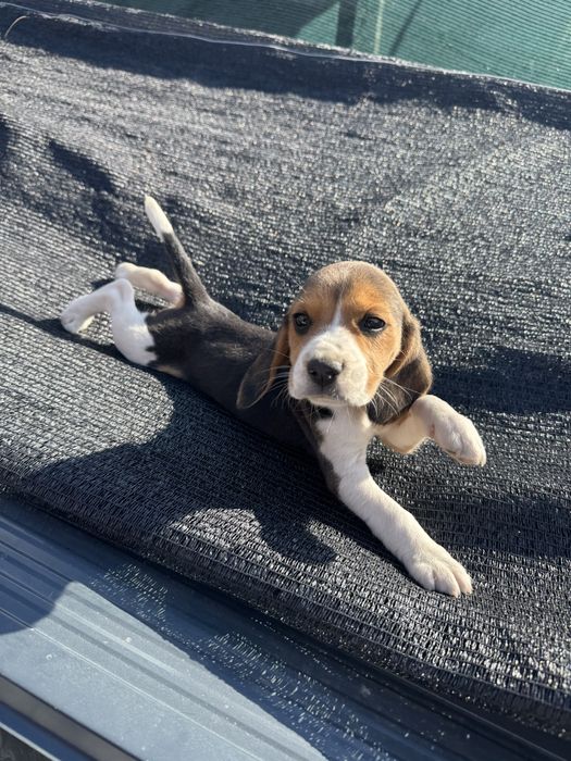 Beagle rasă pură