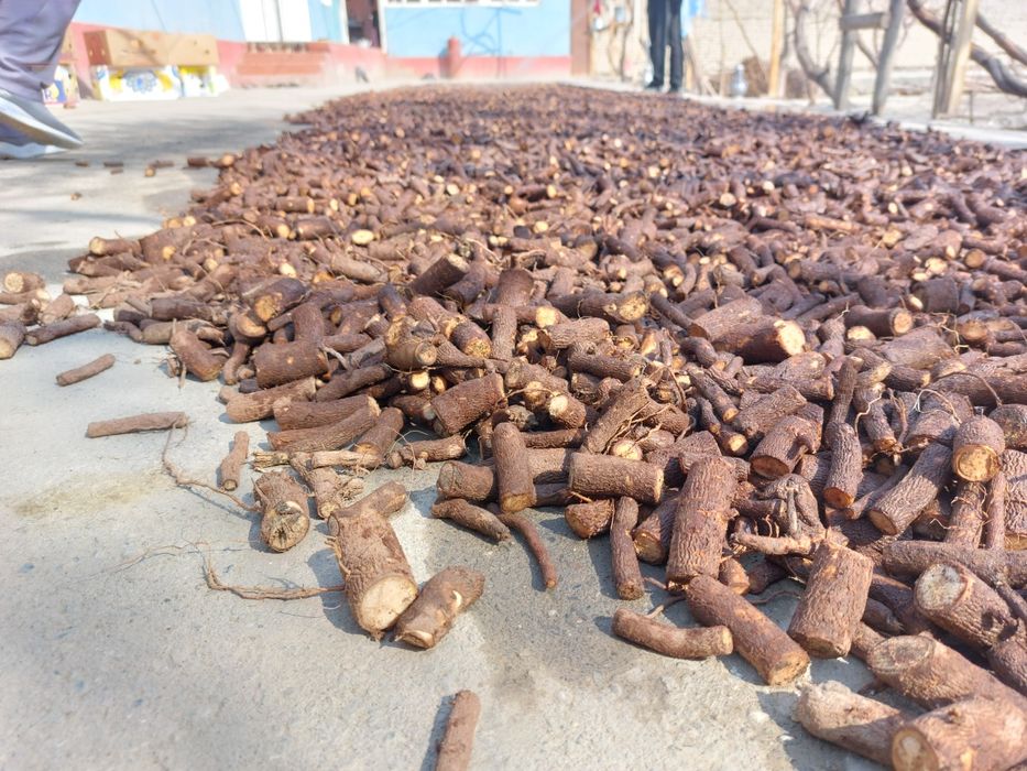 Павлония томири Pavlovniya ildiz qalamchasi bor