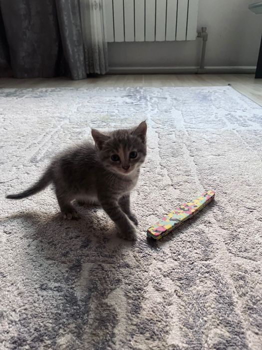 Голубоглазые котята