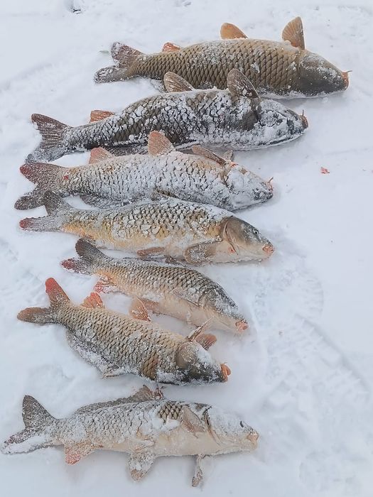 Рыба оптом. Карась Сазан