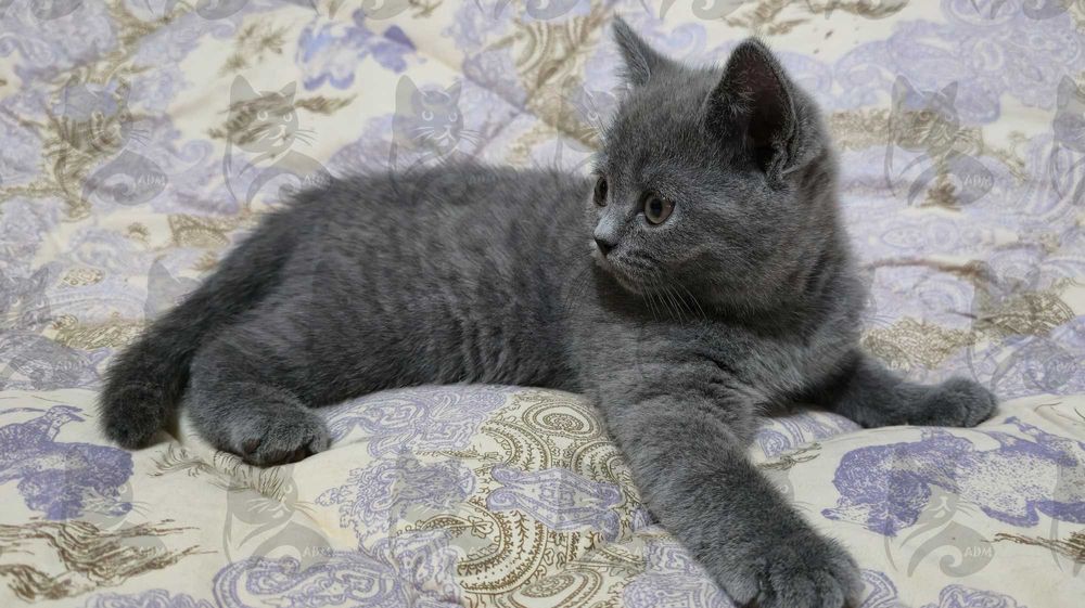 Британские короткошерстные котята премиум класса!