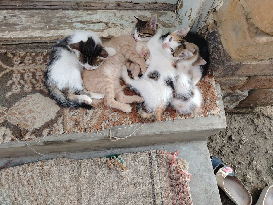 Подаряват се малки котенца.