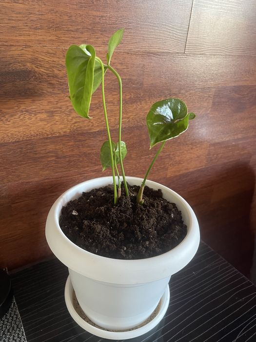 Молодой Антуриум .