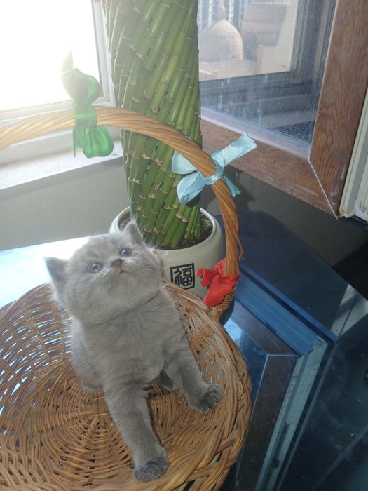 Срочно!!! Котятки ищут новый дом реальным покупателям будет скидка