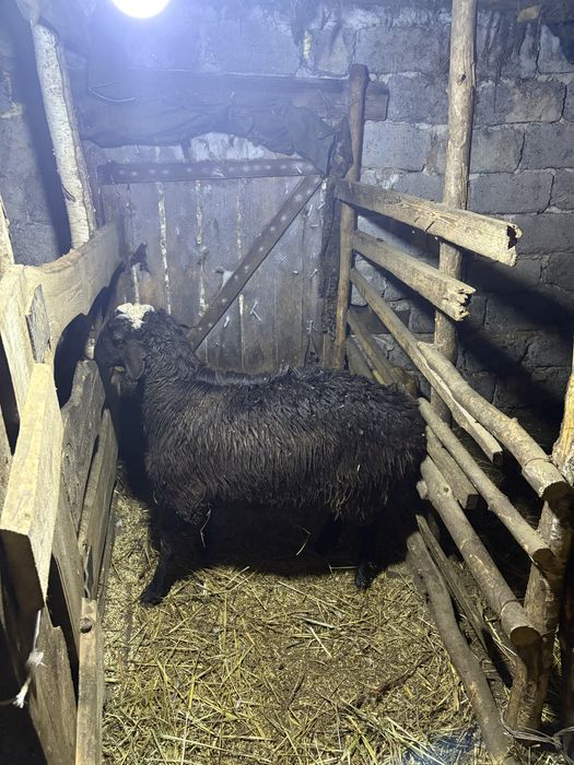 Племенной кошкар на потомство