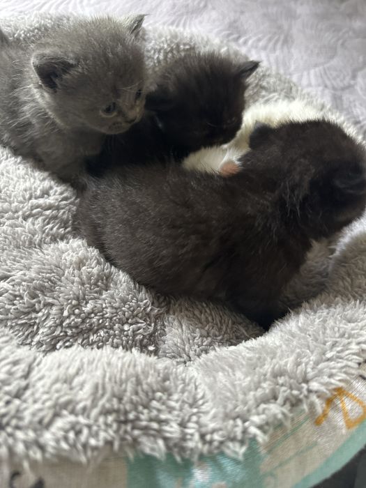 котята пародистой