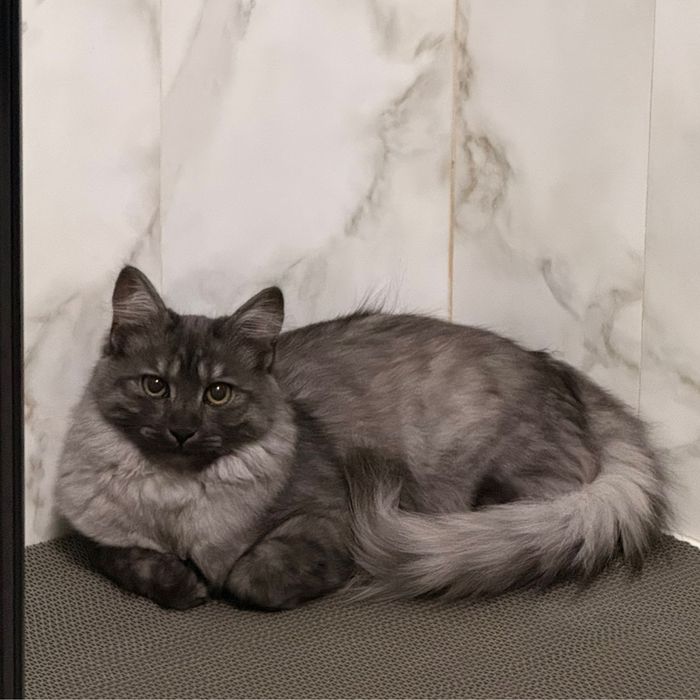 В добрые руки кота Чиби