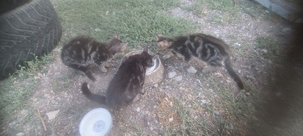 Бенгальские котята