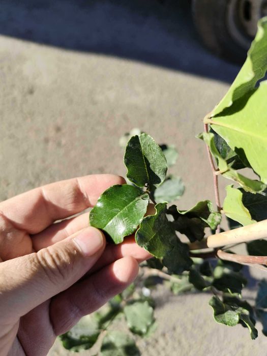 Рожков - Ceratonia siliqua L. - Фиданки