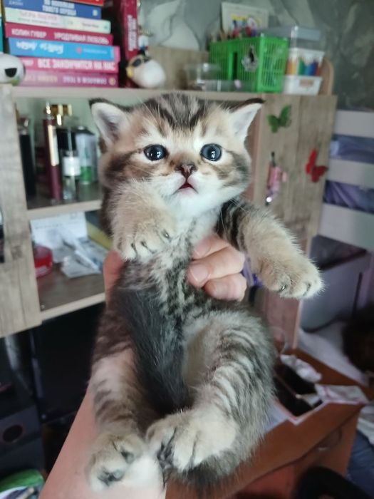 продаю скоттиш страйт шиншил