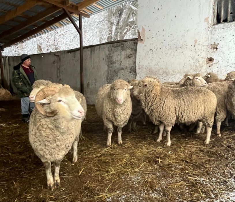 Қошқар меринос крупные