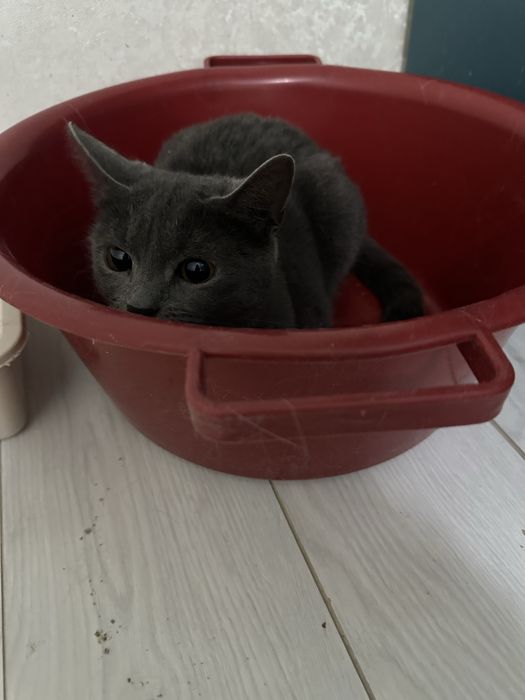 Котенок  бесплатно