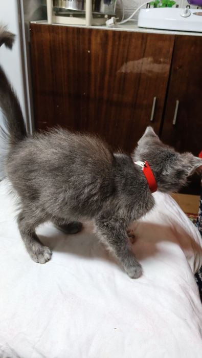 Отдам в добрые руки котенка