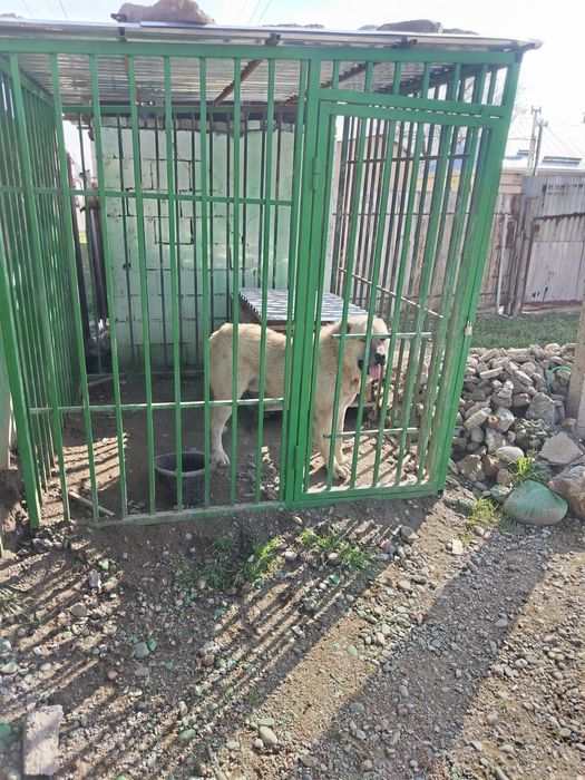 Продается сабака парода алабай вальер отдельно