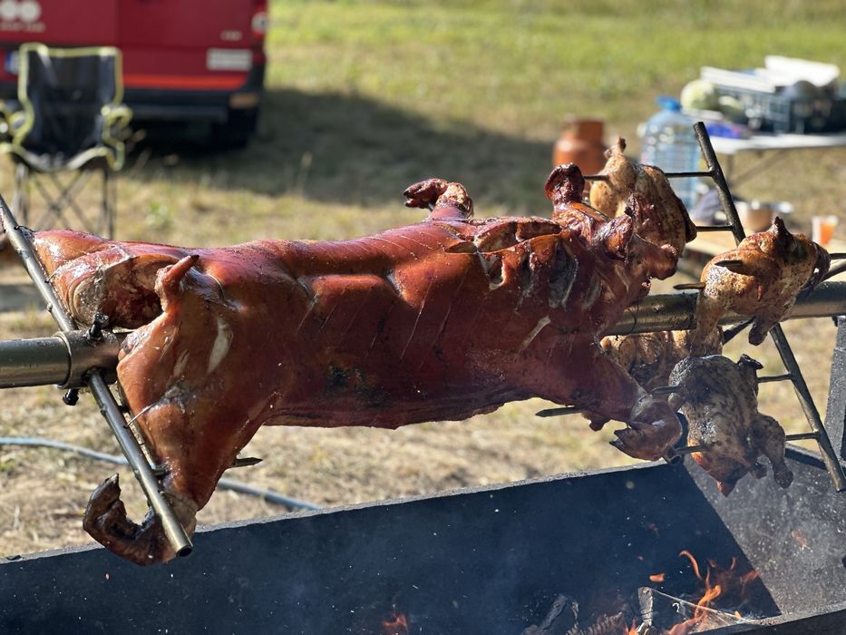 Porc facut la protap !