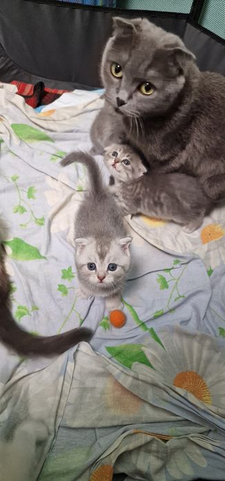 Шотландские котята