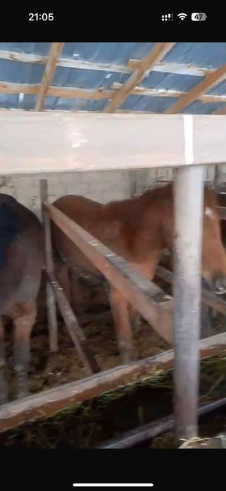 Құнандар сатылады