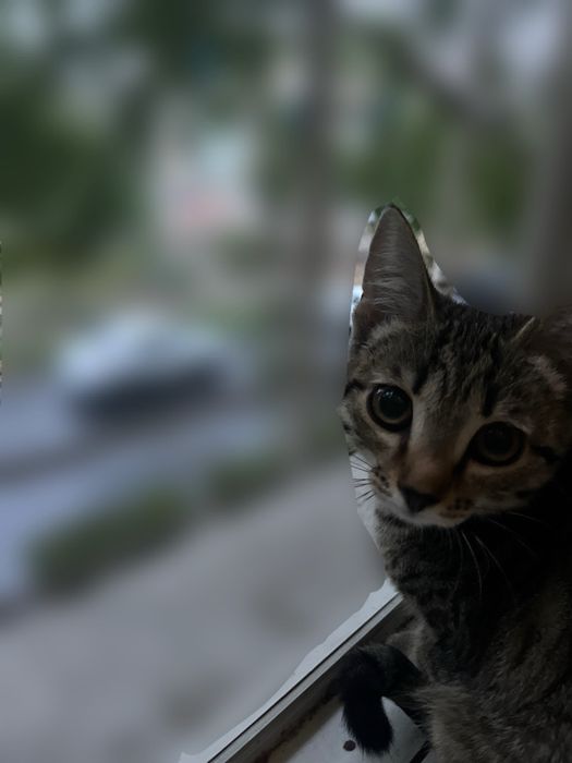 кошка 5 месяцев