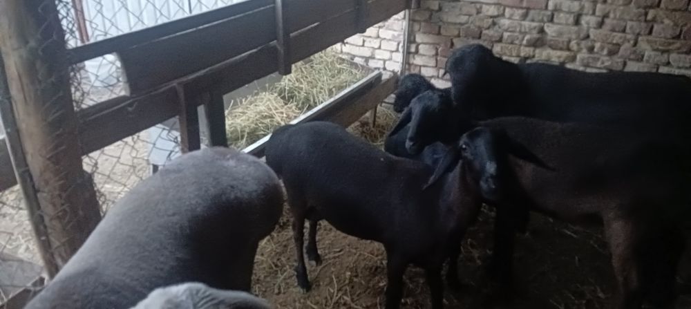 Она бола куй сотилади