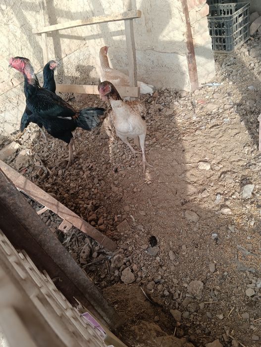 Дакан чушамо-хинт