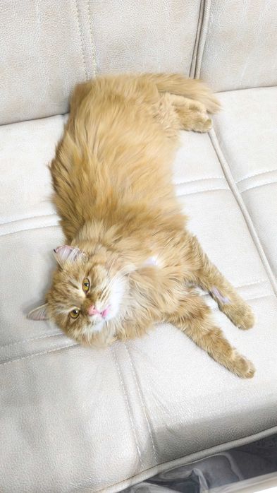 Продается Мейн кун