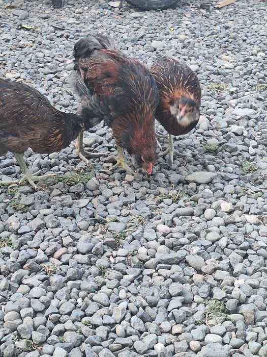 Cocosi si gaini araucana