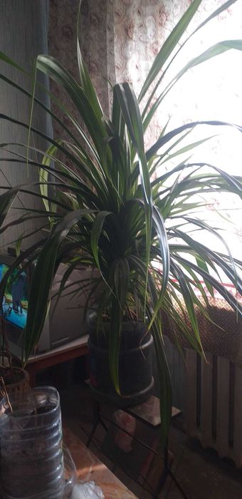 Комнатное растение