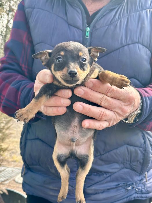 Щенки той-терьер