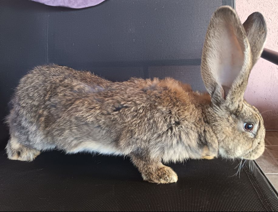 Iepuri Uriaș German