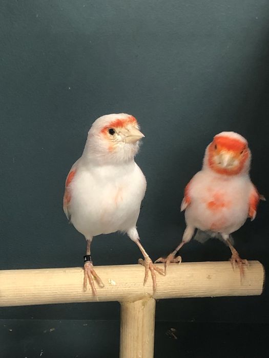 Канареки пара Турция