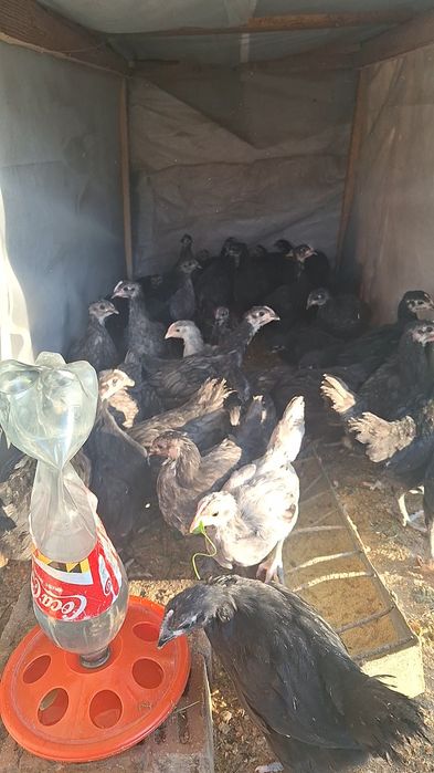 Pui Australorp negru ,albastru