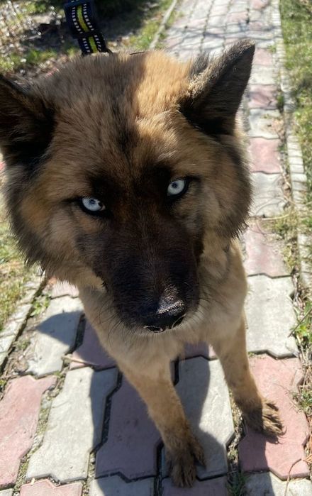 Солнечные лучики ждут любящих хозяев