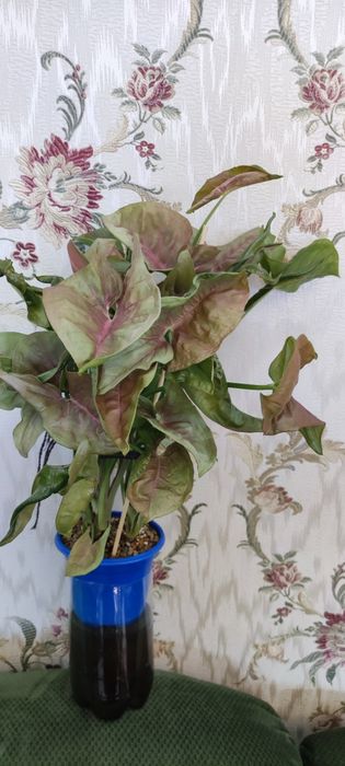 Сингониумы разных сортов