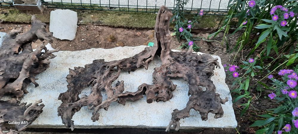 Мангров корен и мопан 3бр.