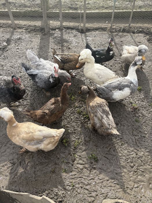 Vand oua de rața muta si moțată