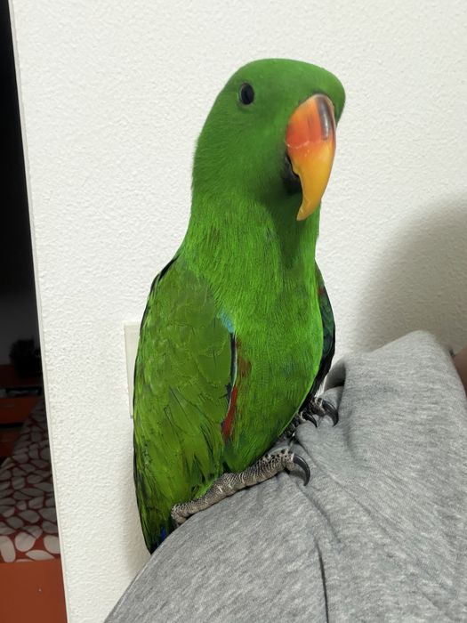 Papagal eclectus mascul 2025, blind