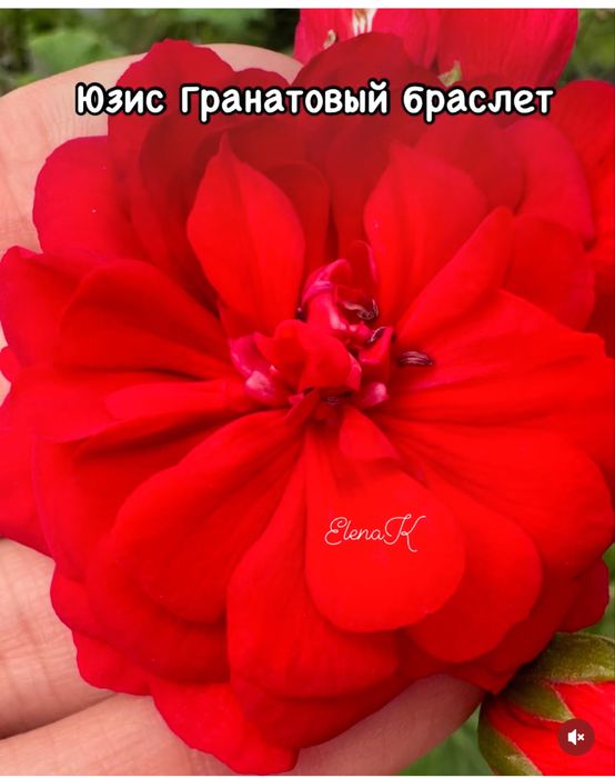 Герань. Пеларгония сортовая от 2000