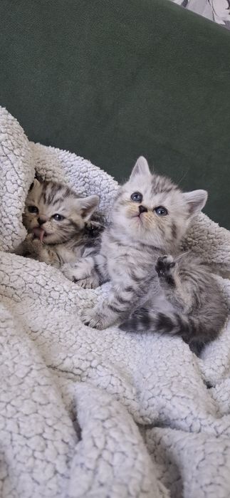 Британские котята