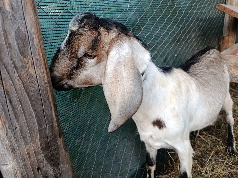 Țap anglo nubieni buni de montă din părinți top