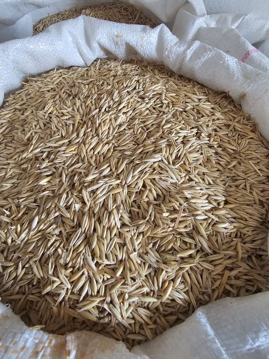 Vand cereale , porumb , grau , orz ,malai , ovaz , sorg , floarea