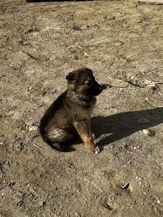 Күшік сатыладыыыы