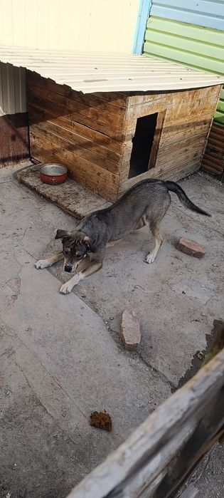 Собака алабай...