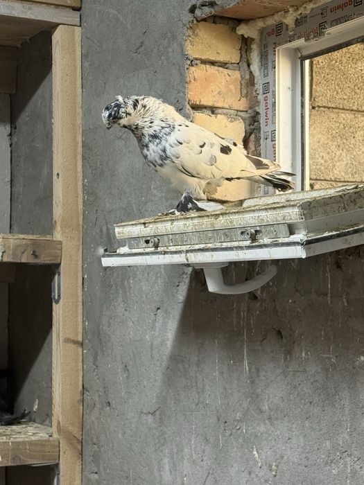 Продам голубей разных мастей