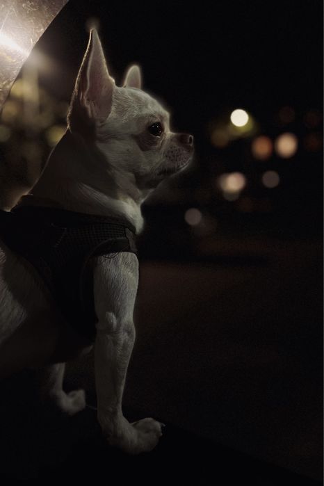 Кобель чихуахуа вязка