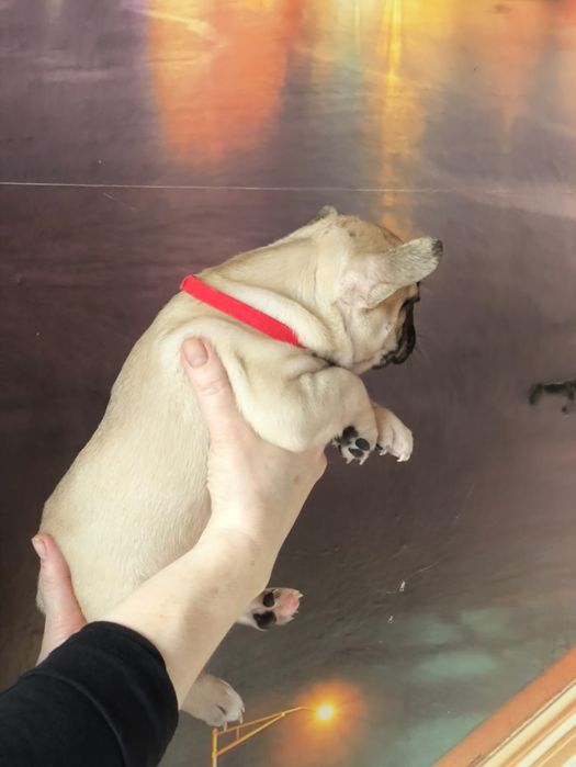 Продам щенков французский бульдог