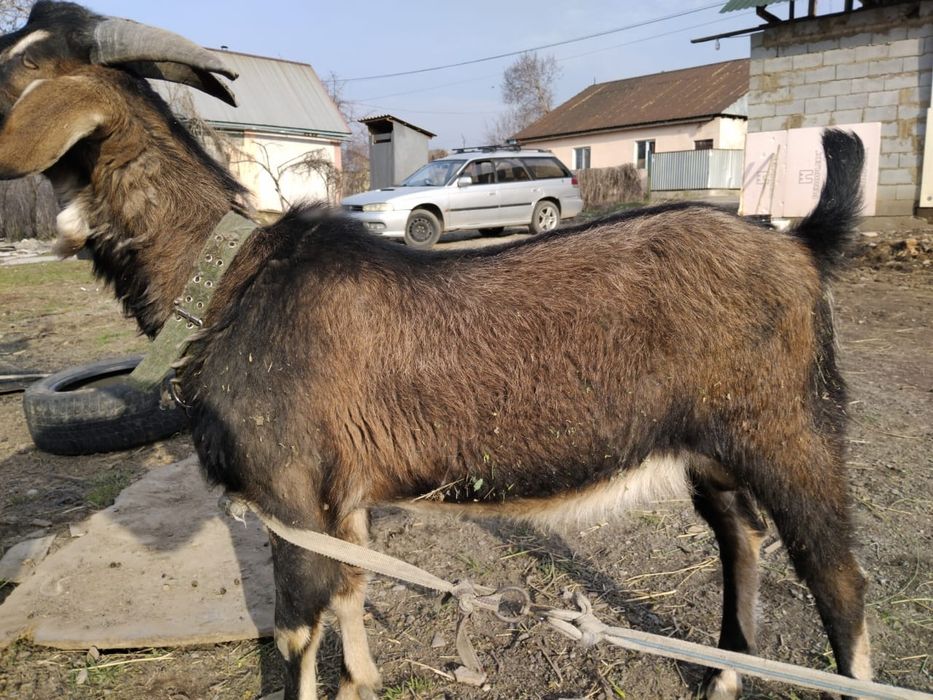 Алпиский теке сатылады
