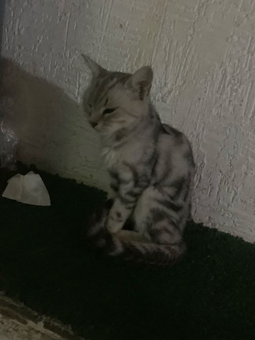 Кто потерял кошку?